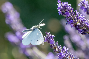 Schmetterlinge am Lavendel
