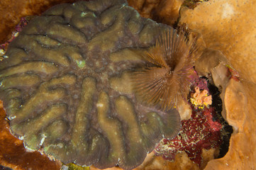 espirografo marino sobre coral