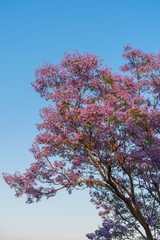 Purple jacarandas tree at sunset