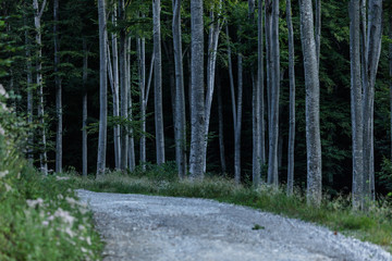 View of dirty road between a forest 