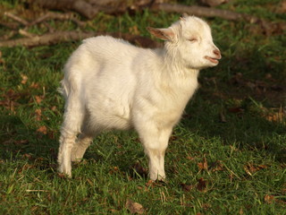 Obraz premium Kleine Ziege