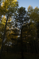 autumn in the forest