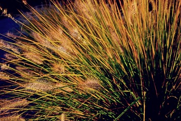 Autumn ornamental grass - Pennisetum alopecuroides.
