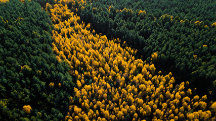 Colourful colours in forest form above, captured with a drone. Yellow line of trees among green...