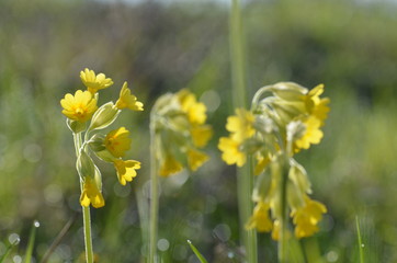 Wiesenschlüsselblumen