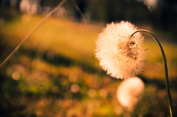 Dandelion