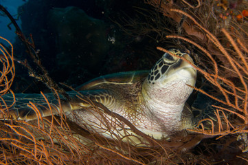 Tortuga en pared de arrecife