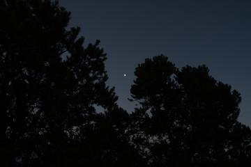 Fototapeta premium tree and stars