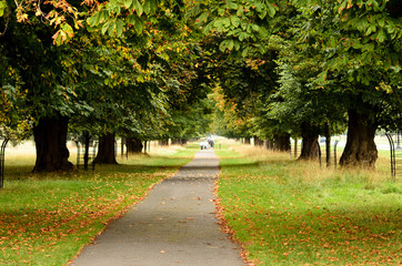Road in autumn