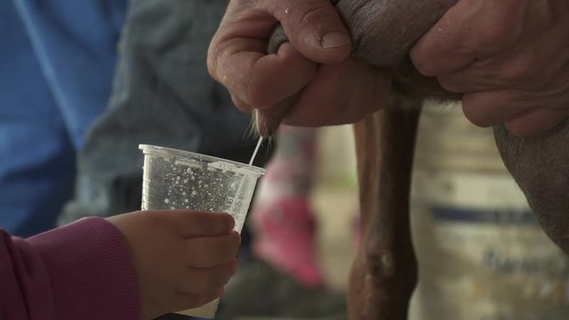 Close-up in slow motion of fresh milk being poured into a clear plastic cup held by a child&rsquo;s hand, with an elderly man&rsquo;s hand resting on a wooden cane nearby