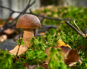 Birch fungus (Leccinum scabrum) grows in the forest among the moss.