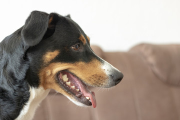 Appenzeller Sennenhund Seitenansicht 