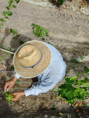 grape harvester