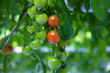 green tomatoes on a branch