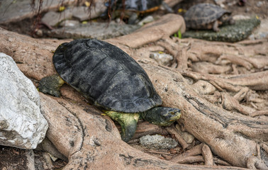 Turtle on tree root