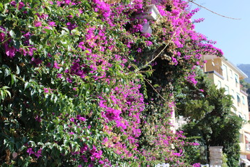 Fototapeta na wymiar Pianta di Gelsomino con fiori Jasminum L Oleaceae