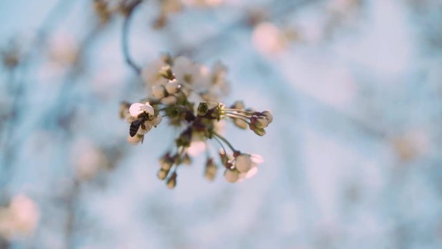 Slow motion clip of a little pink flower with a bee moving behind him.