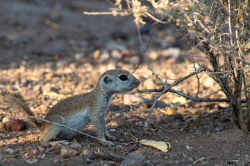 Naklejka na ściany i meble An adorable round tailed ground squirrel in the Sonoran Desert. Wildlife native to the American Southwest, a cute, furry rodent poses near the entrance to their burrow in Pima County, Tucson, Arizona.