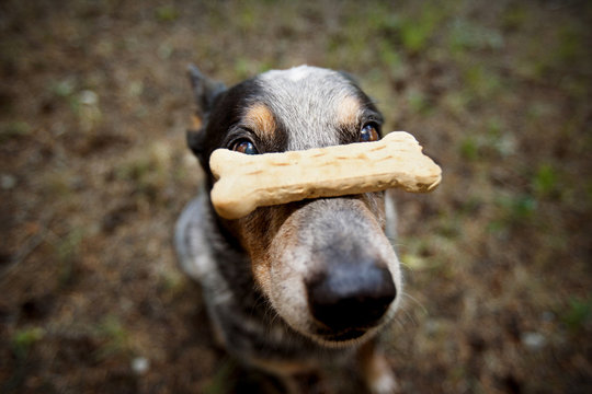 Portrait of dog with bone shape biscuit at nose