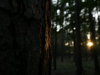 sunset in the forest