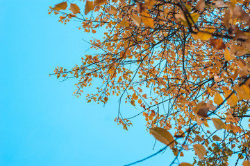 A view through branches and leaves on the blue sky.