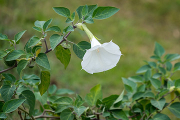 Convolvulus flowering in the Danube Delta