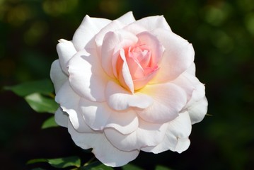 Fototapeta premium Delicate charming pink rose in the garden close-up.