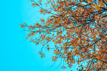 Obraz na płótnie Canvas A view through branches and leaves on the blue sky.