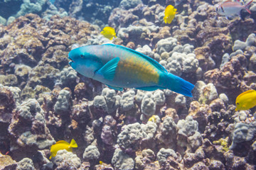 Fototapeta na wymiar Rainbow Parrotfish