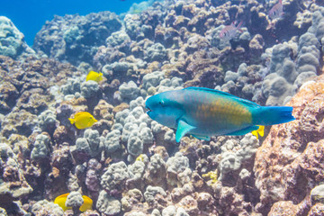 Fototapeta na wymiar Rainbow Parrotfish