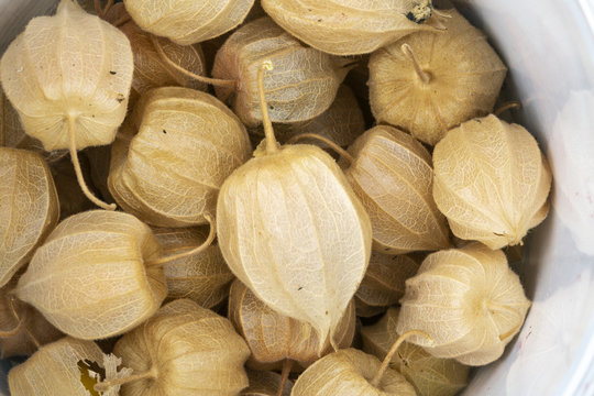 phisalis fruit macro detail