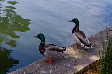 Ducks chilling by the pond at the Palace of Fine Arts in San Francisco