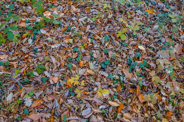 Multicolored autumn carpet of leaves