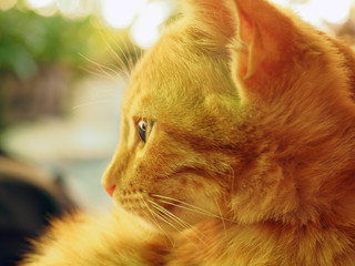 Sunny portrait of cute red ginger cat in sunny summer day