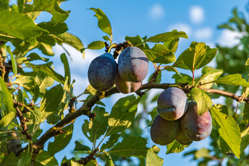 Blue plums on a branch with blurred background