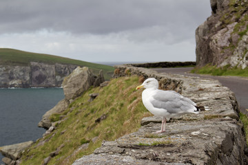 Gazing out toward the sea, a lone seagull perches on a stone wall along Slea Head Drive on the Dingle Peninsula in County Kerry, Ireland