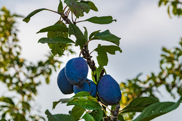 Blue plums on a branch with blurred background