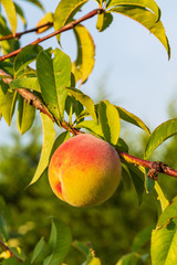 One fresh peach on a branch with blurred background