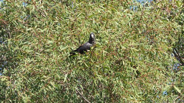 One female Forest Red-tailed Black Cockatoo feeding in a Jarrah tree. Green leafy background. Fly away to exit
