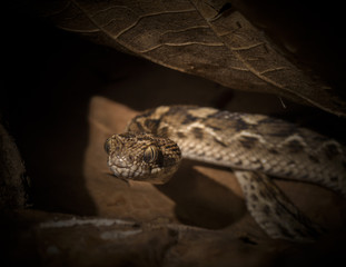 Saw Scaled Viper