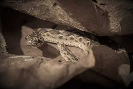 Saw Scaled Viper