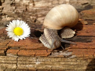 śłimak © Katarzyna