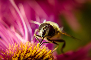 Bee