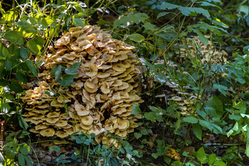 mycelium in the forest