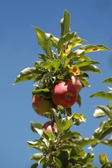 Fuji apples ripening on the tree