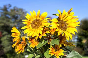 sunflower under the sun