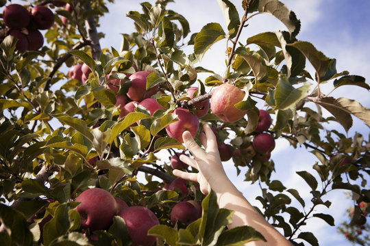 Cropped image of hand picking apple in orchard