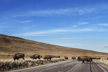 American bison walking across road © Cavan for Adobe