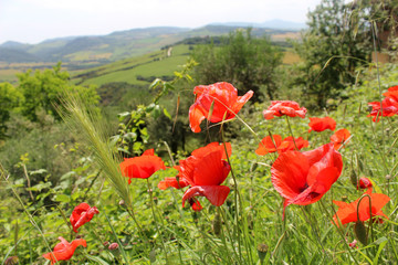 Wild red poppy flowers grow in the valley outside the city of Pienza, Italy