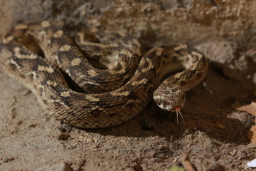 Obraz premium Saw Scaled Viper